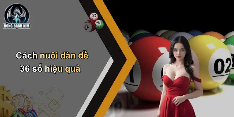Cách nuôi dàn đề 36 số hiệu quả